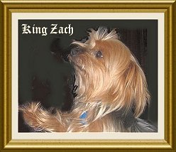 kingzach-65.jpg