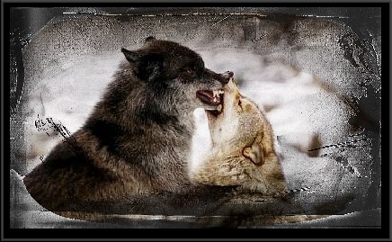 wolvesfight2.jpg