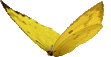 yellow-butterflyreal.gif